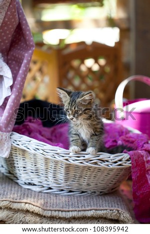 Sweet little kitty in a basket