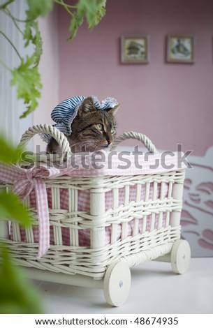 Sweet cat in retro basket