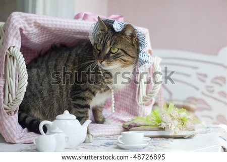 Sweet domestic cat with hat in retro basket