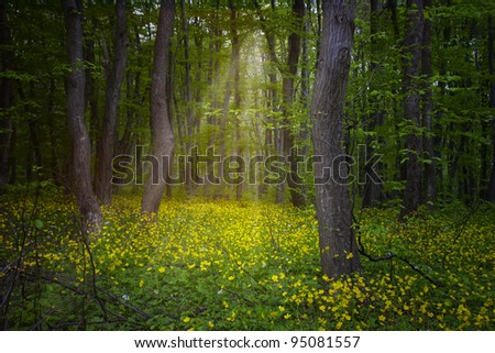 Photo of spring wood with mystic light
