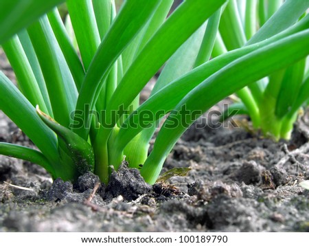 organically cultivated plantation of green onion in the vegetable garden