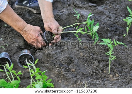 senior woman  planting a tomato seedling  in the vegetable garden