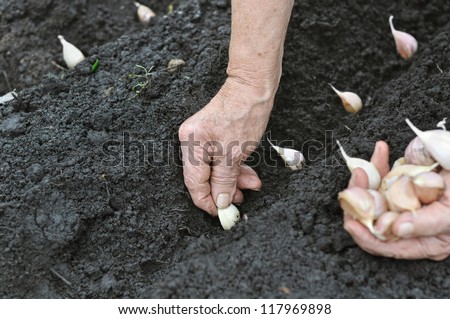 Senior woman planting garlic in the vegetable garden
