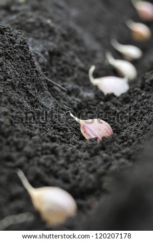 close-up of garlic in planting process in the vegetable garden