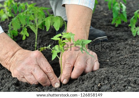 senior woman planting a tomato seedling in the vegetable garden
