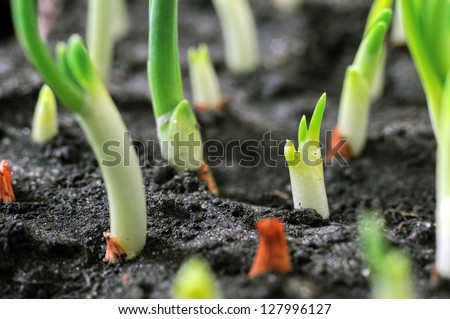 close-up of the onion plantation in the vegetable garden