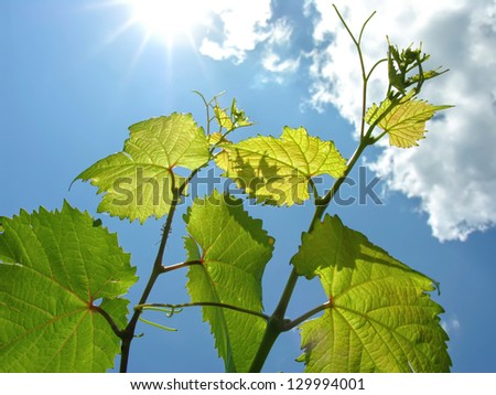 close-up of green grapevine and sun rays
