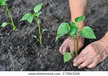 Senior Woman Planting A Pepper Seedling In The Vegetable Garden