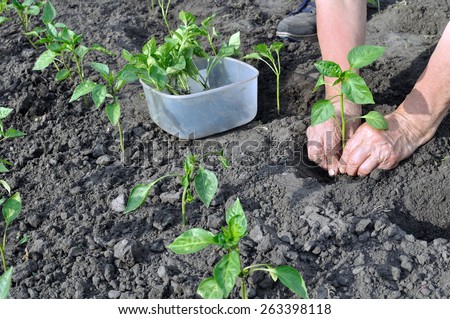 farmer  planting a pepper seedling in the vegetable garden