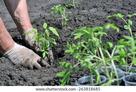 farmer planting a tomato seedling  in the vegetable garden