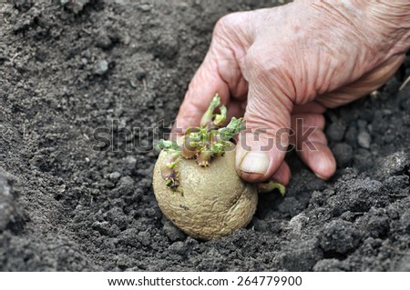 farmer planting germinated potato seedling