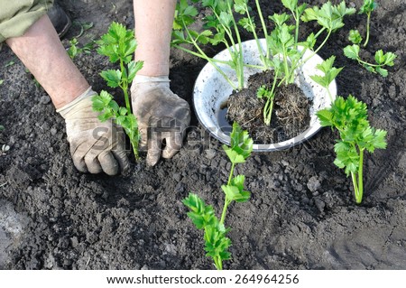farmer planting a celery seedling in the vegetable garden