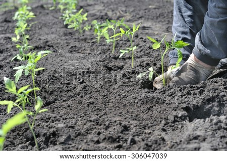 farmer planting a tomato seedling in the vegetable garden