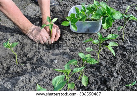 farmer planting a pepper seedling in the vegetable garden