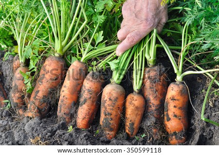 farmer harvesting fresh organic carrots in the field