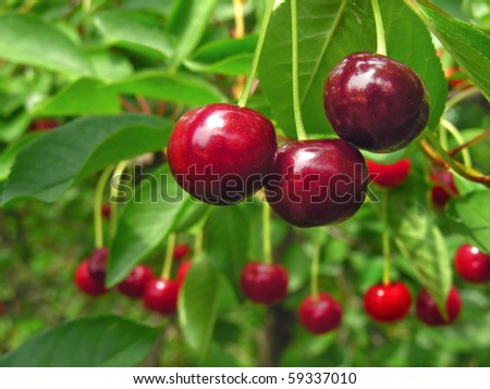 ripe cherry