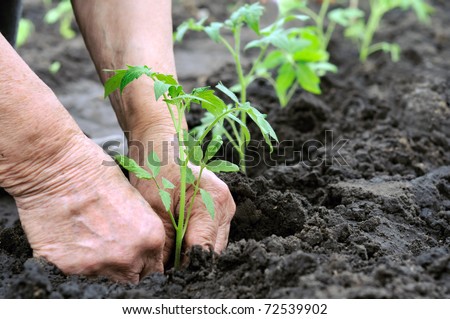 planting a tomatoes seedling