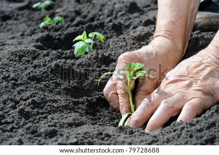Senior woman planting a tomatoes seedling