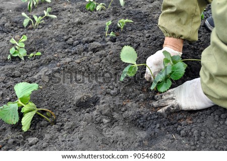 farmer planting a strawberry seedling in the garden