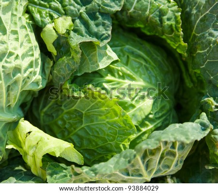 leafy green vegetable in market stand