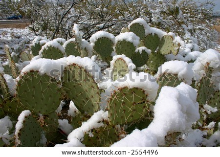 paddle cactus snow