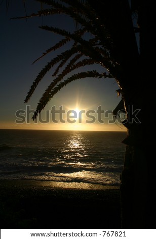 Palm shaded sun