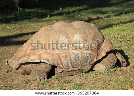BARCELONA, CATALONIA, SPAIN - DECEMBER 12, 2011: A giant turtle in the grass in Barcelona Zoo