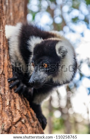 Black and white lemur Vari (ruffed lemur)  in the forest of Madagascar