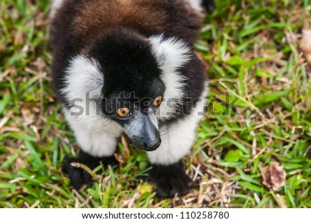 Brown and white lemur Vari (ruffed lemur)  in the forest of Madagascar