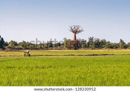 Baobab and rice field in the south west of Madagascar
