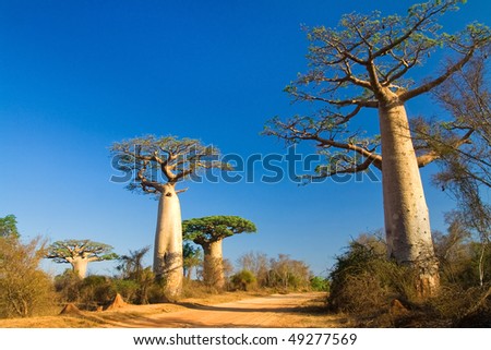 Baobab trees from Madagascar