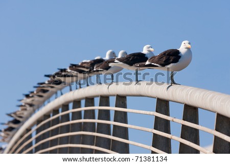 Aligned group of seagulls on the railing of a bridge