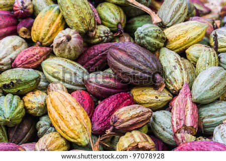 Cocoa pods from Ambanja, Madagascar