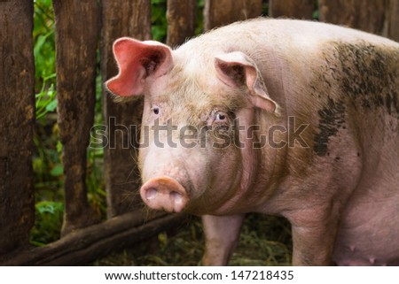 pig sitting in his pigsty and looks directly at the camera. focused on the eyes.