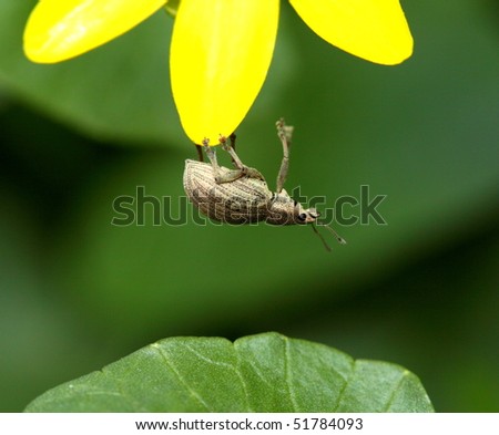Insect - weevil hanging down on yellow flower