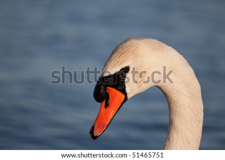 A VERY crisp (sharp) photo of a beautiful swan. So sharp, in fact that you can see the water bead on the swan\'s feathers