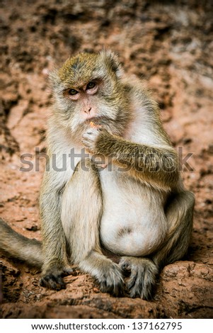 Monkey breakfast in rock. Thailand
