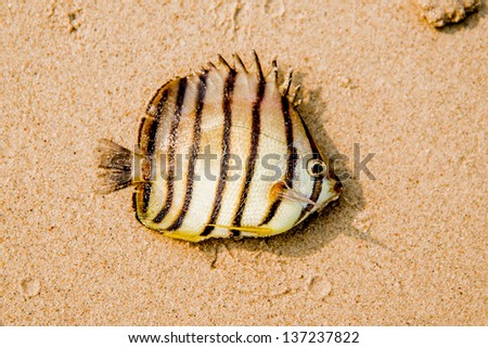 Ocean fish on the sand. Beach