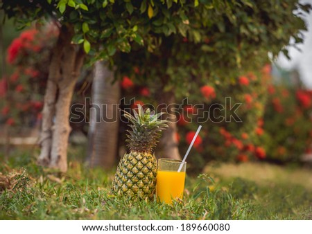 pineapple, cocktail, juice in the exotic garden