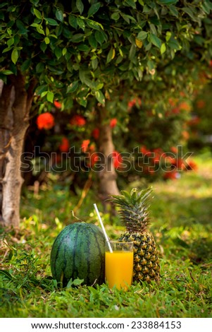 pineapple and watermelon, cocktail, juice in the exotic garden
