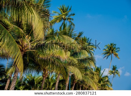 Nice view of the sea with palm trees