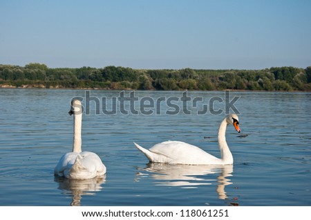 pair of swans swimming in the Danube river