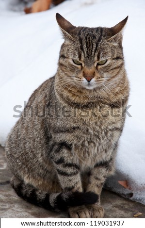 grumpy cat in the snow