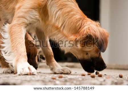 dog eating the dry dog food