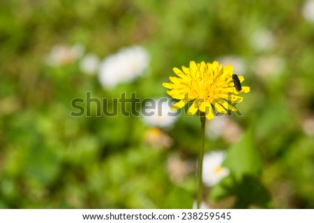 nature community dandelion and bug blurred background