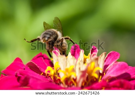 honey-bee from behind with raised leg