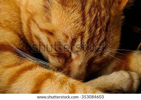 yellow tabby cat eyes closed sleeping outside