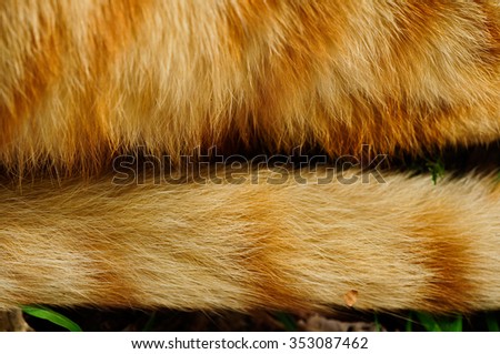 close up on cat\'s fur and tail horizontal shot outside