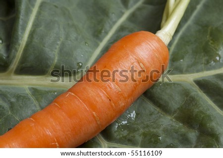 carrot isolated on green leaf