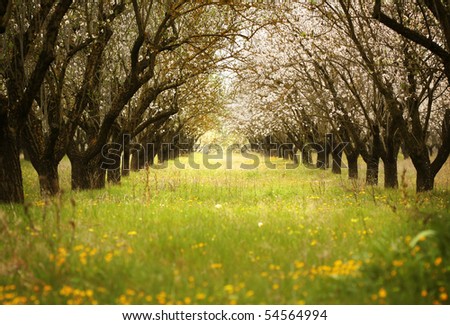Almond Field
